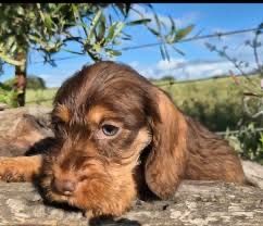 Teckel Puro pelo cerdoso