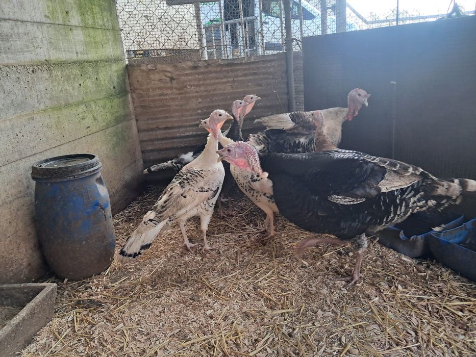 Ovos de peru galados