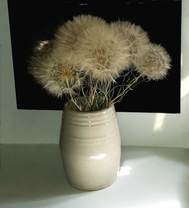 Семена Козлобородника красивое растение