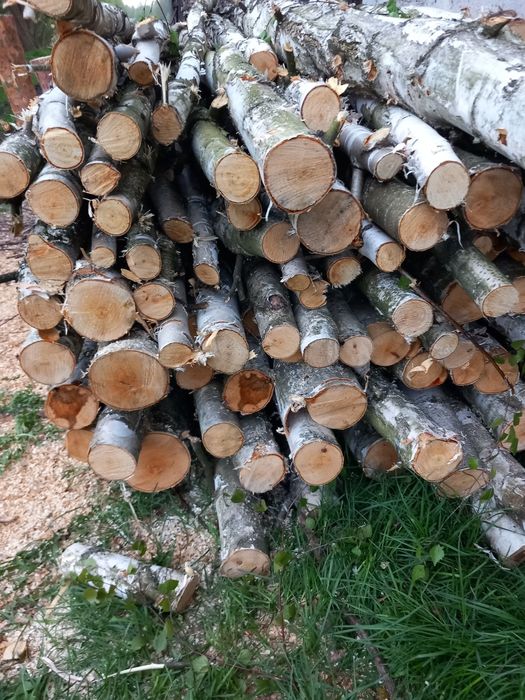 Drewno opałowe brzozowe