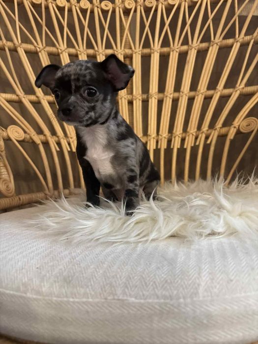 Śliczny malutki piesek chihuahua