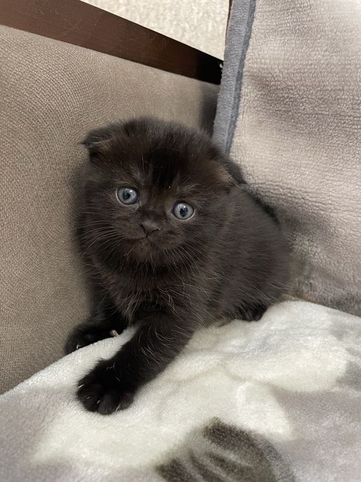 Шотландські кошенята