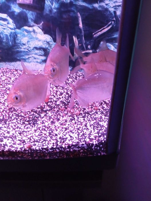 Метиниси 4 хвоста продам