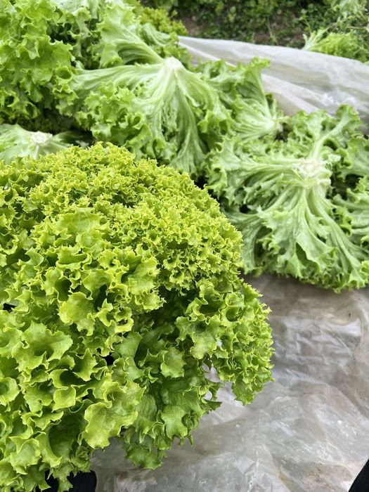 Продам салат  Біонду