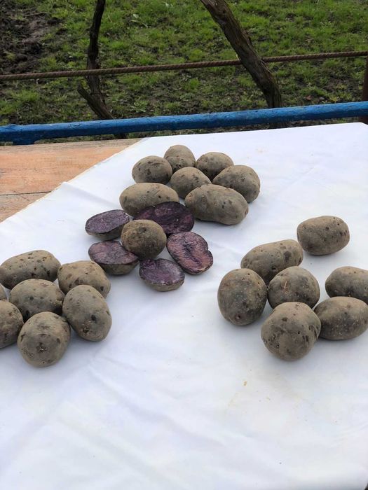 Насінева Картопля Солоха