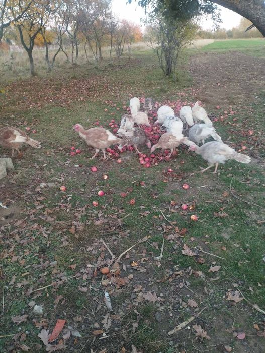 Продам молоді індики