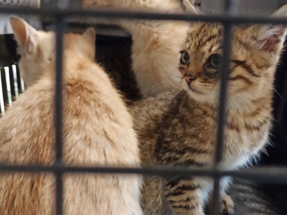 Kotki z koniecboru do adopcji