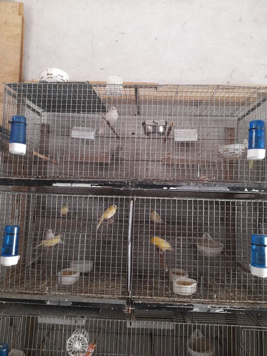 Vendo Gaiolas bom preço