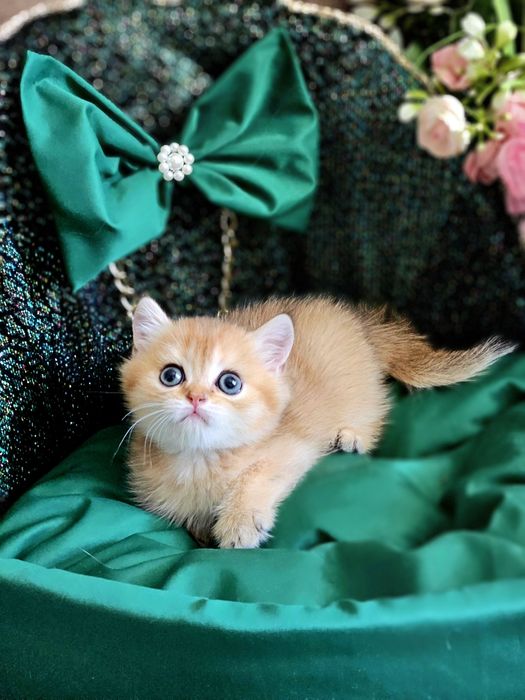 Золотая британская шиншилла кот котята котик хлопчик кіт