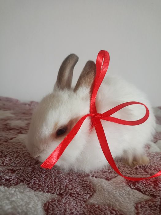 Króliczki miniaturki