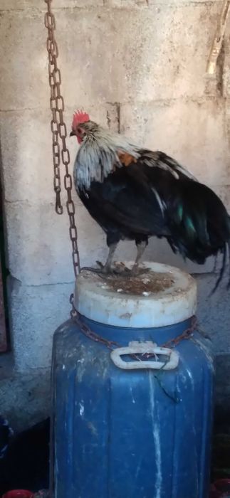 Vendo este Garnizé, e 4 pequenos