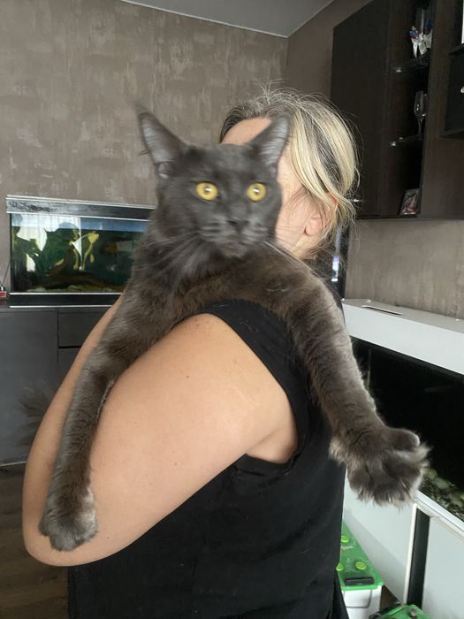 Мейнкун блакитний хлопчик 1,5 роки