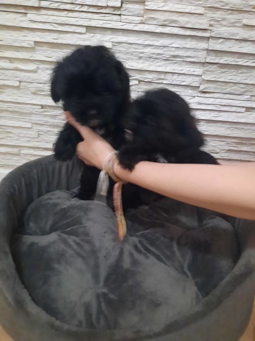 Szczeniak shih poo