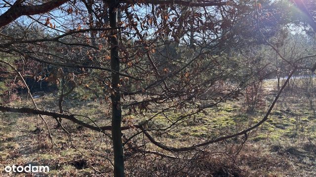 Dolina Baryczy - Zwierzyniec działka pod lasem