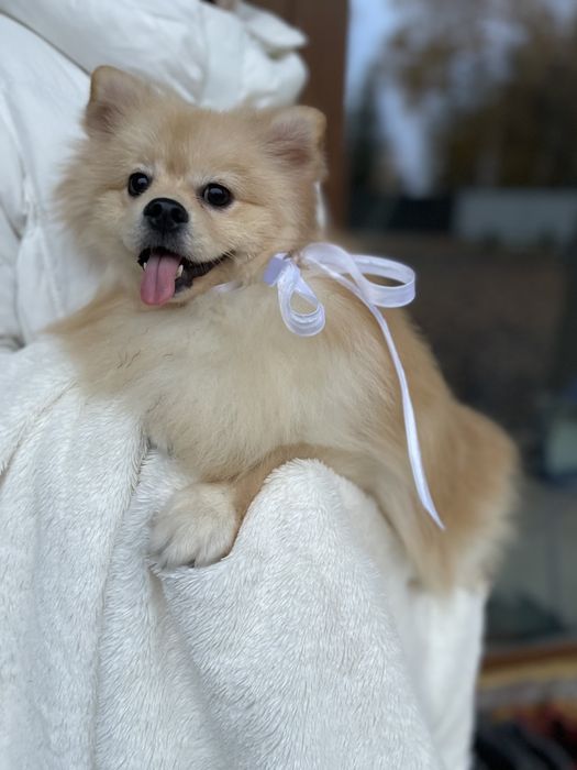 Померанські шпіци — Пухнасті принци хочуть до вас