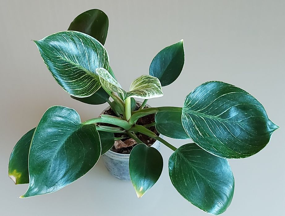 Філодендрон біркін, Біллітай оренж, маска, радіатум