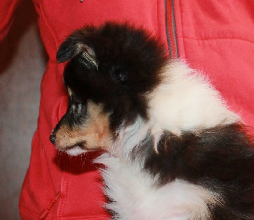 owczarek szetlandzki piesek po ZwŚw, ZkWP/FCI typ angielska