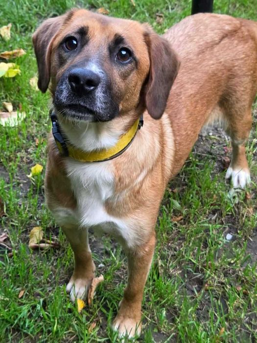 Fajna, młoda, średniej wielkości sunia FIGA poleca się do adopcji!