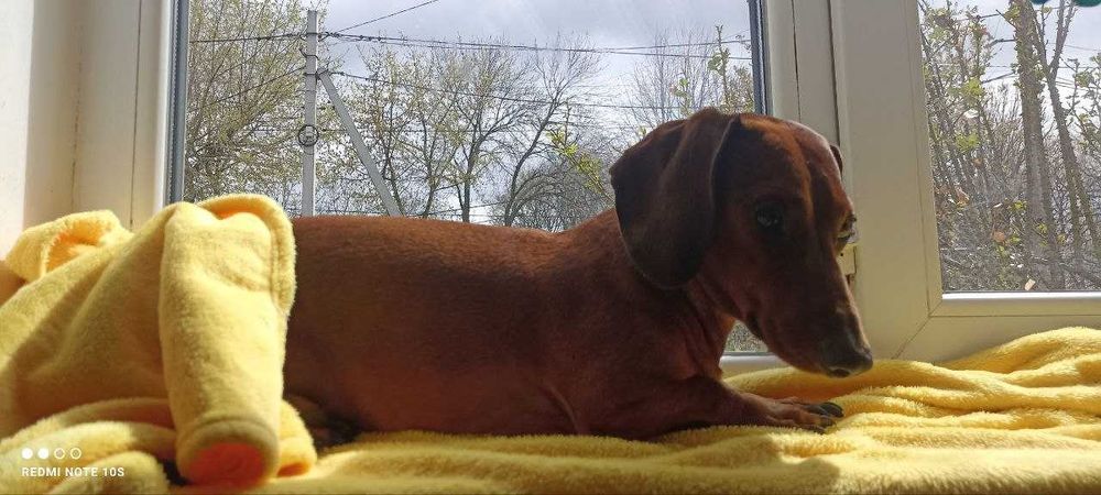 Стандартна такса