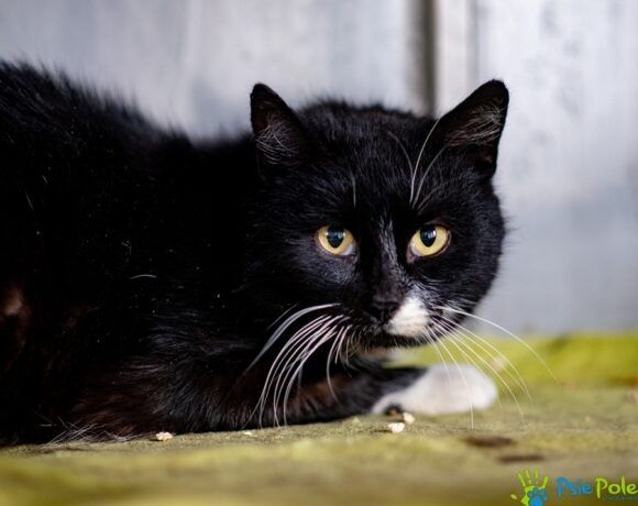 Piękny kocurek HAROLD szuka nowego domku!
