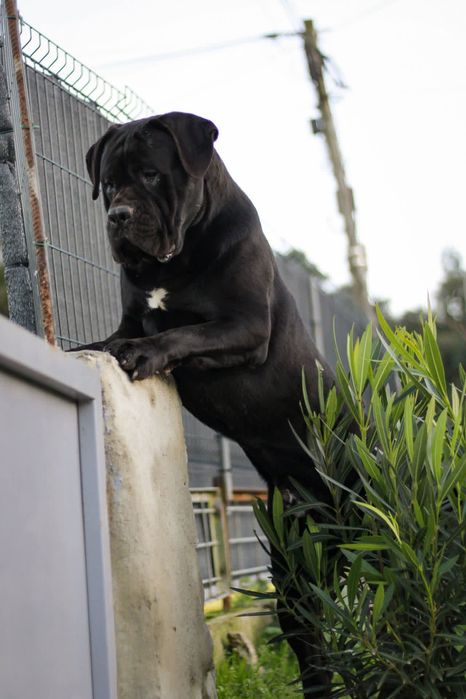 Um jovem  Cane Corso quere ser pai
