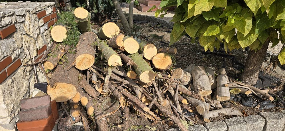 Oddam drewno magnolia tuja jodła na opał