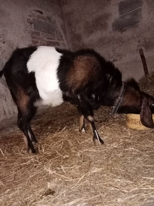 Koziołek do krycia kóz, nie na sprzedaż.