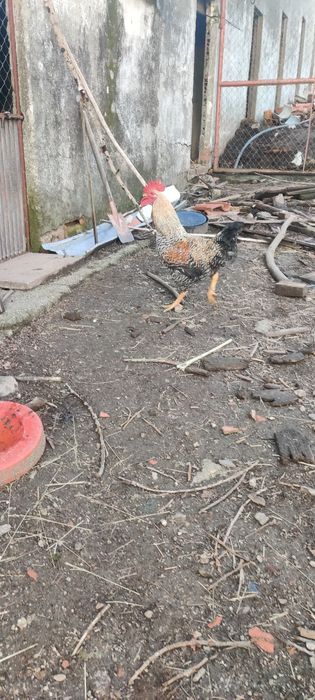 Galos várias raças 8€ por Kg