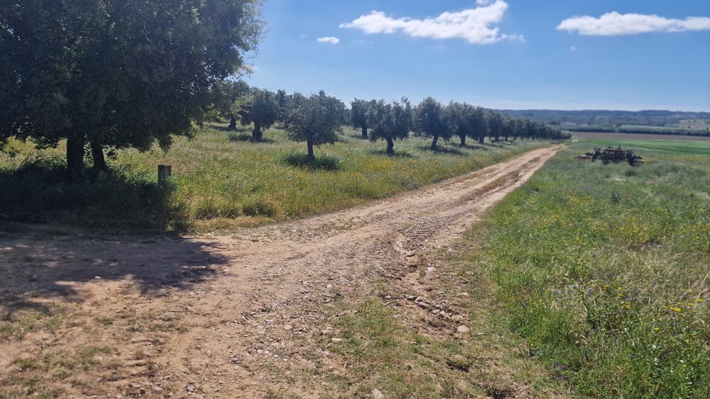 Terreno em Montalvo constância corela grande santarem  distrito Santar