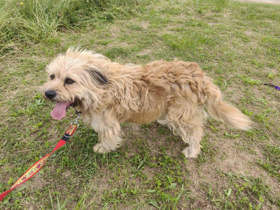 Bandi - pies szuka domu