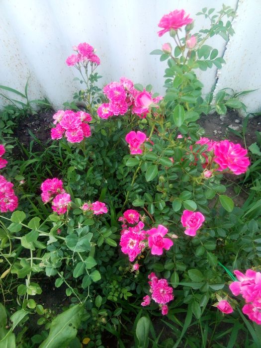 Розы вьющиес карликовые