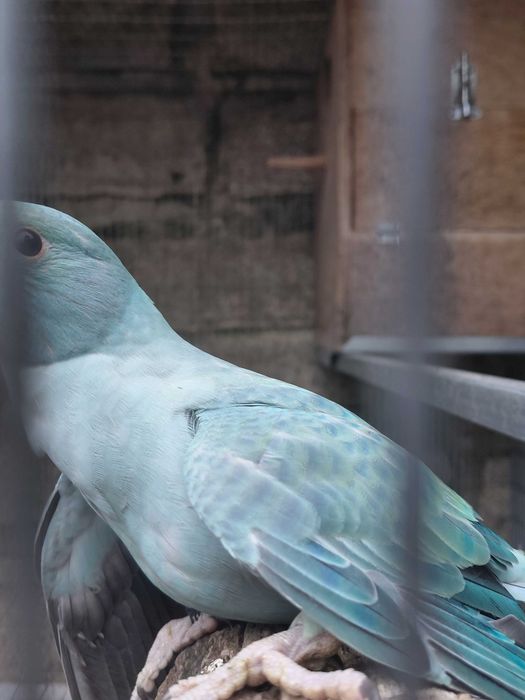 Ring neck Opalina Turquesa/CC, fêmeas, 2025