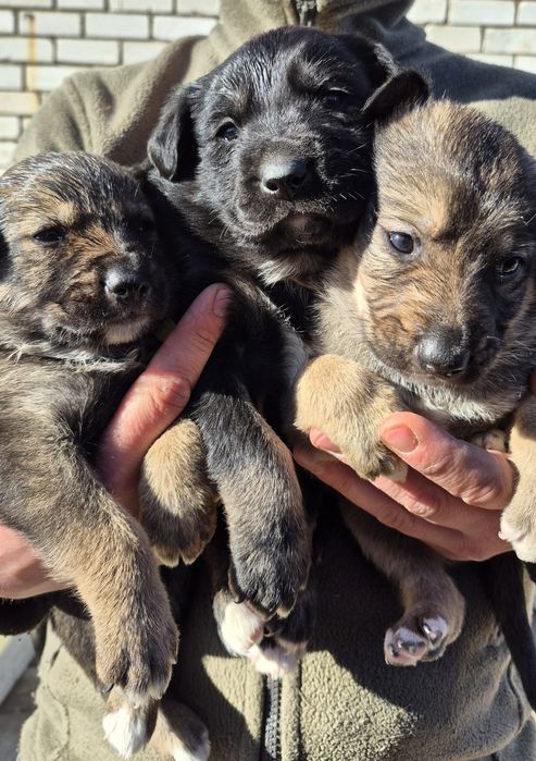 Цуценята у добрі ручки