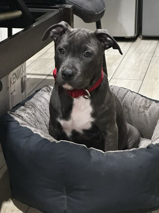 Амстафи шоу-класу