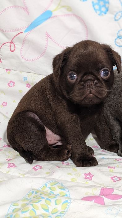 Пті брабансон, грифон дівчинка