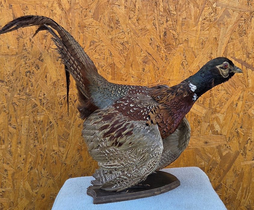 Продам Чучело фазана