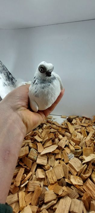 Szek, szeki, krotkodzioby polski