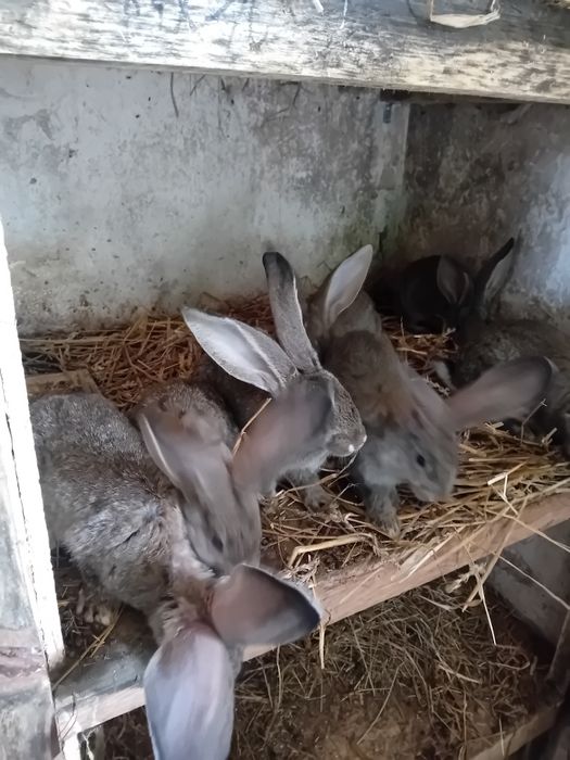 Młode olbrzymy belgijskie