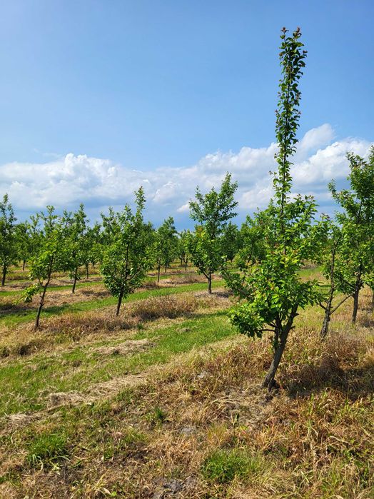 Działka rolna 2 ha z sadem i nawodnieniem – gm. Jasieniec, Stefanków