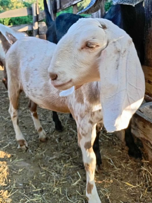 Коза нубийская 100%
