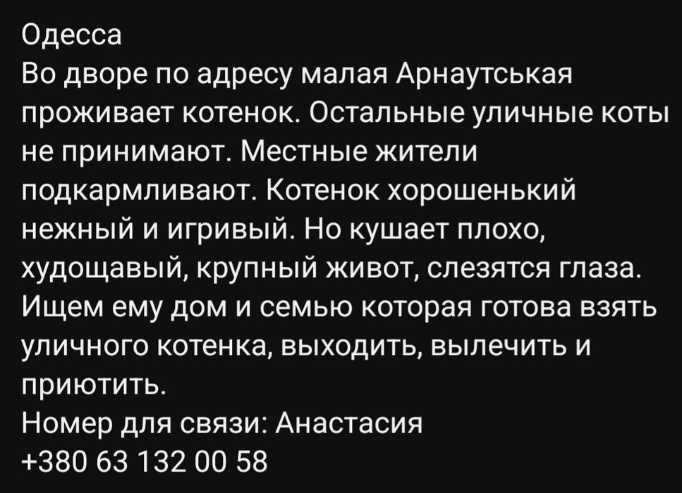 Отдам даром в добрые руки рыже-белого котика