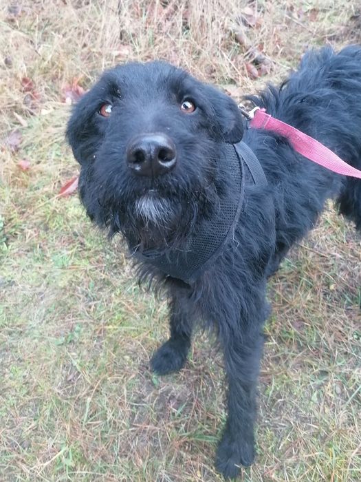 WĘGIELEK młody energiczny piesek szuka domu