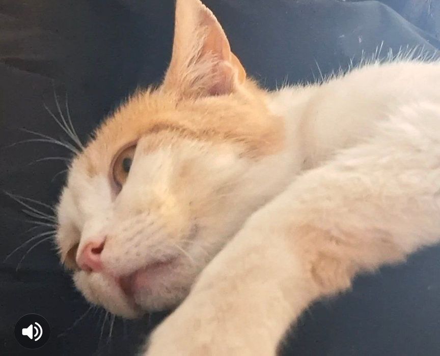 Дуже ніжний котик