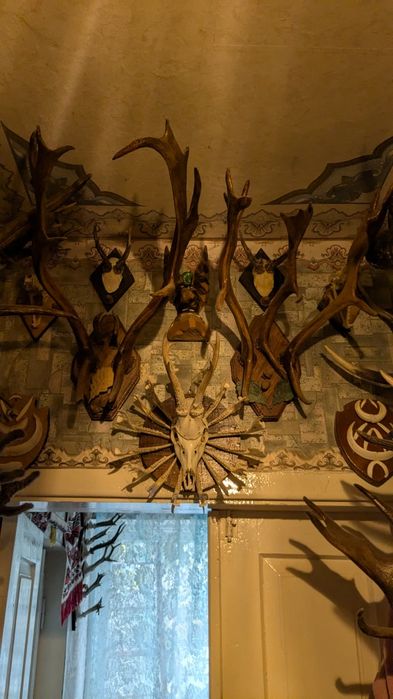 Колекція мисливських трофеїв