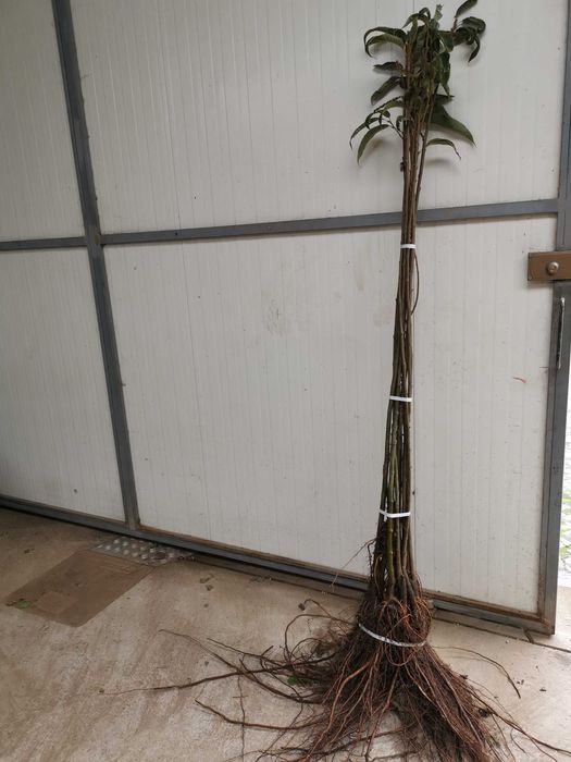 Castanheiros Bravos e Enxertados