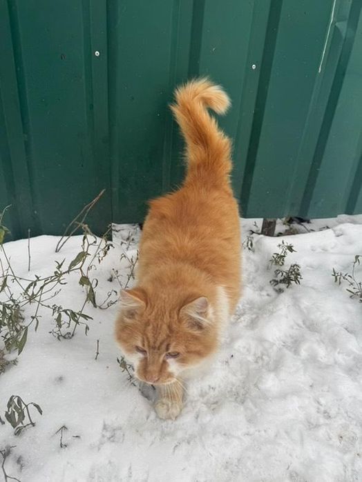 Отдам рыже-белого пушистого котенка, мальчик, 6 месяцев