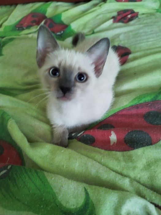 Сиамские (Тайские) котята