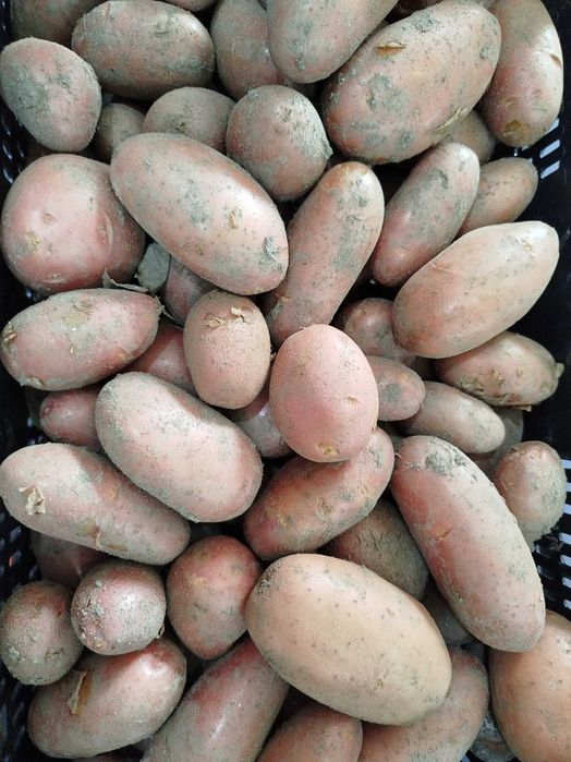 Batata Vermelha Nova - Qualidade superior