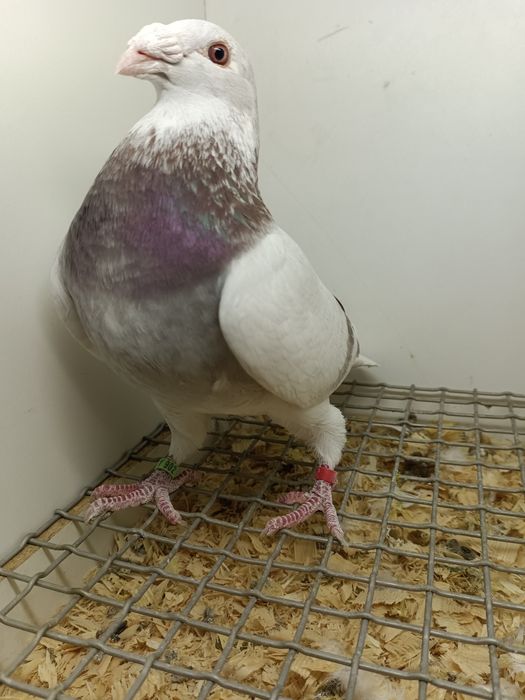 Gołębie Staropolskie