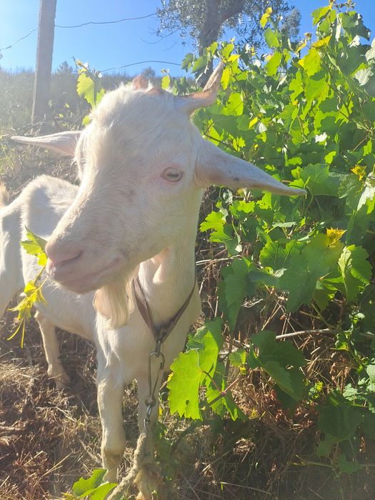 Cabrito Sannen puro com 7 meses